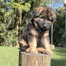 German Shepherd Puppies from Zwinger vom Schneider Wald