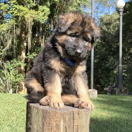 German Shepherd Puppies from Zwinger vom Schneider Wald