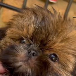 Binx - Red male Shih Tzu puppy in Texas from A Sassy Soul Shih-Tzu