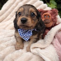 Dark Roast - Cream male Dachshund puppy in Coldwater, Mississippi from Under the Stars Minis