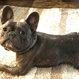 Clyde - French Bulldog
