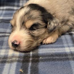 BMM - Blue merle male Miniature Australian Shepherd puppy in Leonard, Texas from Tin Roof Aussies