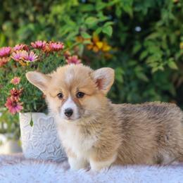 Brown collar - Red male Pembroke Welsh Corgi puppy in Caliente, California from Rafter Cross 7
