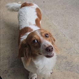 Sunshine - Dachshund