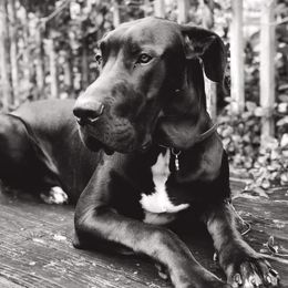Great Dane Puppies from Dynamic Danes