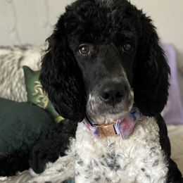 Bernedoodles from The Bernedoodle Villa