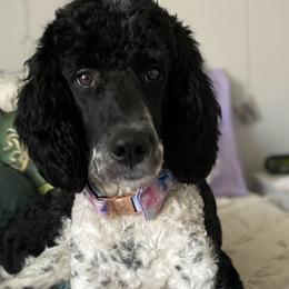 Bernedoodles from The Bernedoodle Villa