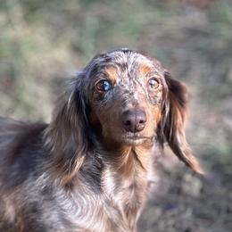 Elle - Dachshund