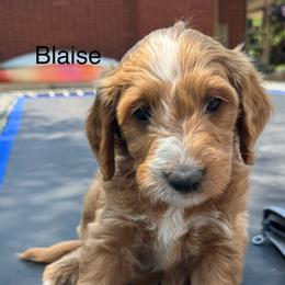 Blaise - Red  male Goldendoodle puppy in Golden, Colorado from Golden Mesa Doodles
