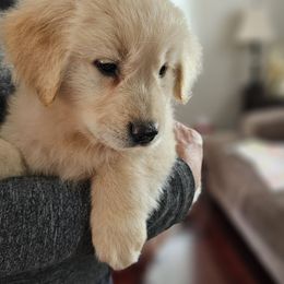 Pup male 1 - Golden male Golden Retriever puppy in Los Angeles, California from Sea Air Goldens