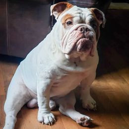 King - Bulldog
