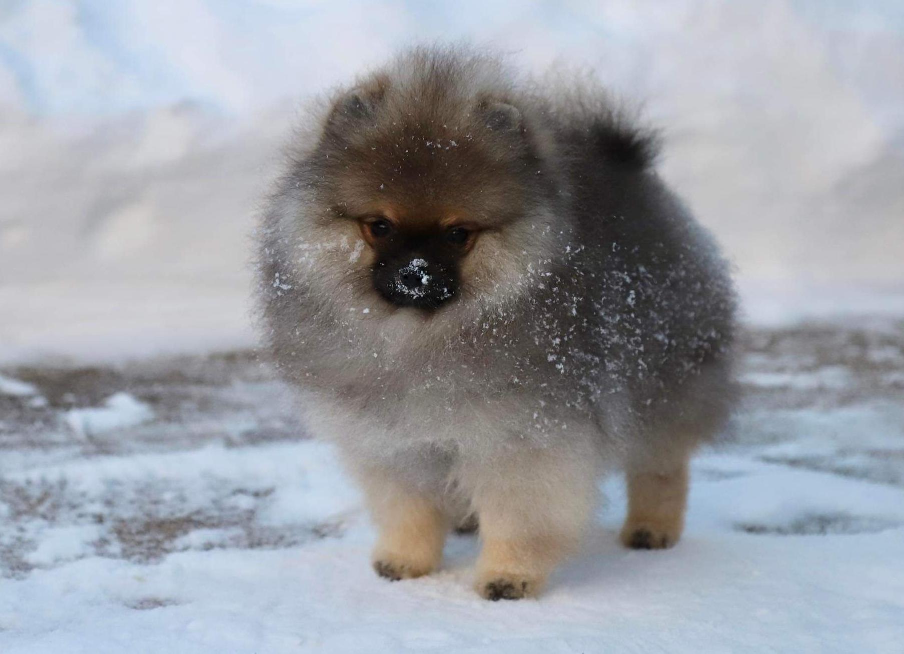 Sable pomeranian puppy in the snow