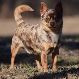 Sheldon - Chihuahua