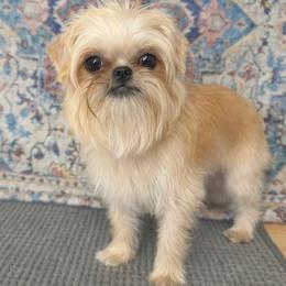 Queenie - Belge female Brussels Griffon puppy in Denham Springs, Louisiana from Brussels Griffons of Kingsley