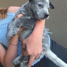Oliver - Blue male Australian Cattle Dog puppy in Prescott Valley, Arizona from KS Cattle Dogs