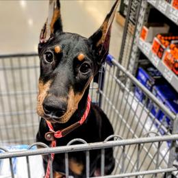 Jasmine Harrison - Black and rust female Doberman Pinscher puppy in Houston, Texas from Tycho's Dobermans