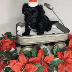 Havana Silk Dog Puppies from Joyful Heart Silks