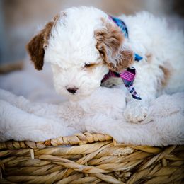 Poodle Puppies from Doodle Puppy Parti