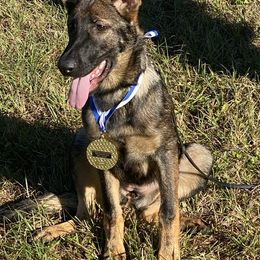 Belgian Malinois and German Shepherds from OBrien Malinois and Shepherds
