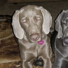 Weimaraners from Dixon Weimaraner