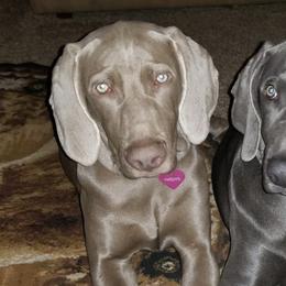Weimaraners from Dixon Weimaraner
