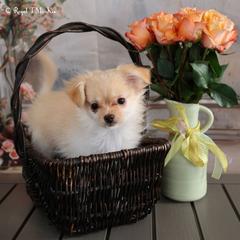 Ivory - Cream female Mi-Ki puppy in Elizabeth, Colorado from Royal T Mi-Kis
