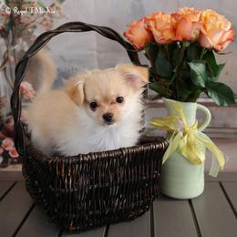 Ivory - Cream female Mi-Ki puppy in Elizabeth, Colorado from Royal T Mi-Kis