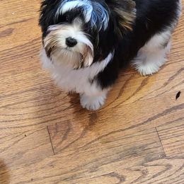 Stanley - Biewer Terrier puppy in Chesapeake, Virginia from Bellissima Biewers & Yorkies