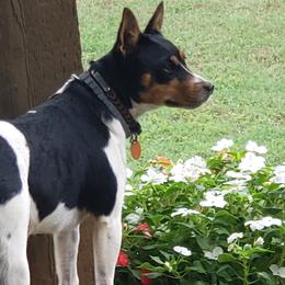Bailey - Rat Terrier