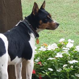 Bailey - Rat Terrier