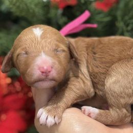 Pink collar female - Red  female Goldendoodle puppy in Yuciapa, California from AlltheDoodlez_