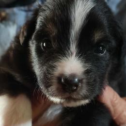 Boy 3 - Black & white male Miniature American Shepherd puppy in Rensselaerville, New York from Callen Kennels