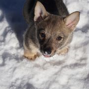 Swedish Vallhund Puppies from Maena Swedish Vallhunds