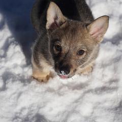 Swedish Vallhund Puppies from Maena Swedish Vallhunds