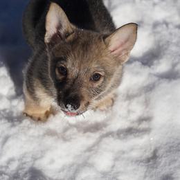 Swedish Vallhund Puppies from Maena Swedish Vallhunds