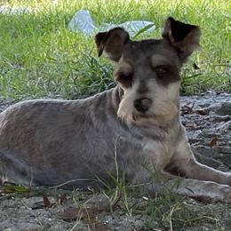 Yorkshire Terriers from Kimberly's Schnauzers