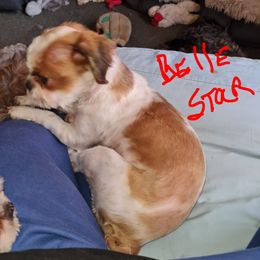 Belle Star - Shih Tzu