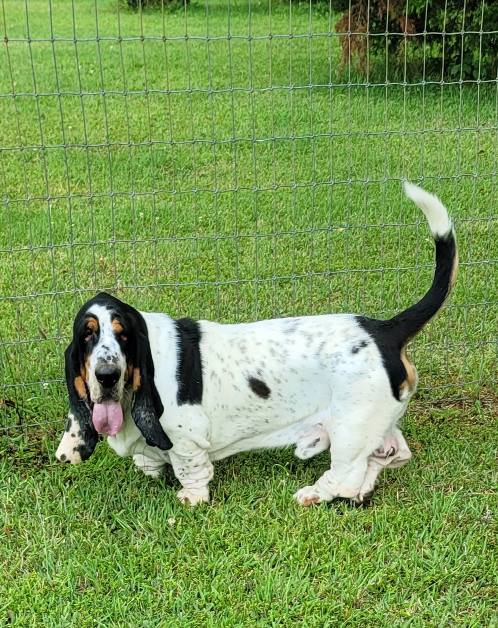 Yuri - Basset Hound