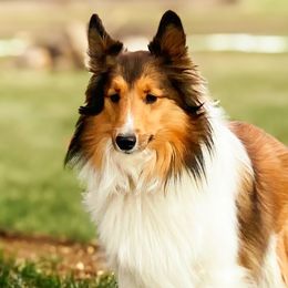 Shelby - Shetland Sheepdog