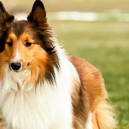Shelby - Shetland Sheepdog