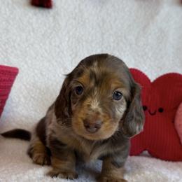 Female 1 - Dapple female Dachshund puppy in Bakersfield, California from Cencal Doxies