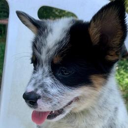AKC Boy 1 Mississippi - Blue mottled male Australian Cattle Dog puppy in Mc Comb, Mississippi from McCall's Mississippi AKC Blue Heelers Australian Cattle Dogs