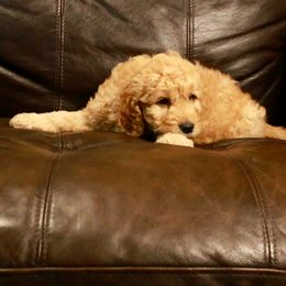 Goldendoodle Puppies from 307 Mini Goldendoodle