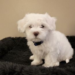 Maltipoo Puppies from A Batch of Cookie’s