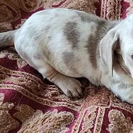 Dachshund Puppies from Dixie Doxies