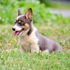 Girl 5 - Blue female Pembroke Welsh Corgi puppy in Ocala, Florida from Dolan Farms Corgis