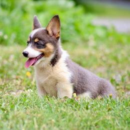 Girl 5 - Blue female Pembroke Welsh Corgi puppy in Ocala, Florida from Dolan Farms Corgis