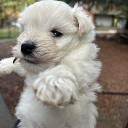 Leia - Wheaten female Miniature Schnauzer puppy in Port Orchard, Washington from Silver Bells Miniature Schnauzers