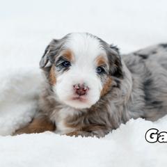 Gamora - female Australian Mountain Doodle puppy in Cortez, Colorado from Sassy Pants Pups
