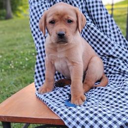 Thunder- light blue - Yellow male Labrador Retriever puppy in Archer Lodge, North Carolina from Archer Lodge Labradors